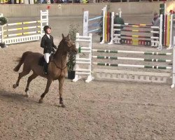 jumper Callisto van 't Gelutt (Zangersheide riding horse, 2007, from Cadence van't Gelutt Z)