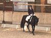 dressage horse Destino 74 (Westphalian, 2009, from Diamond Hit)