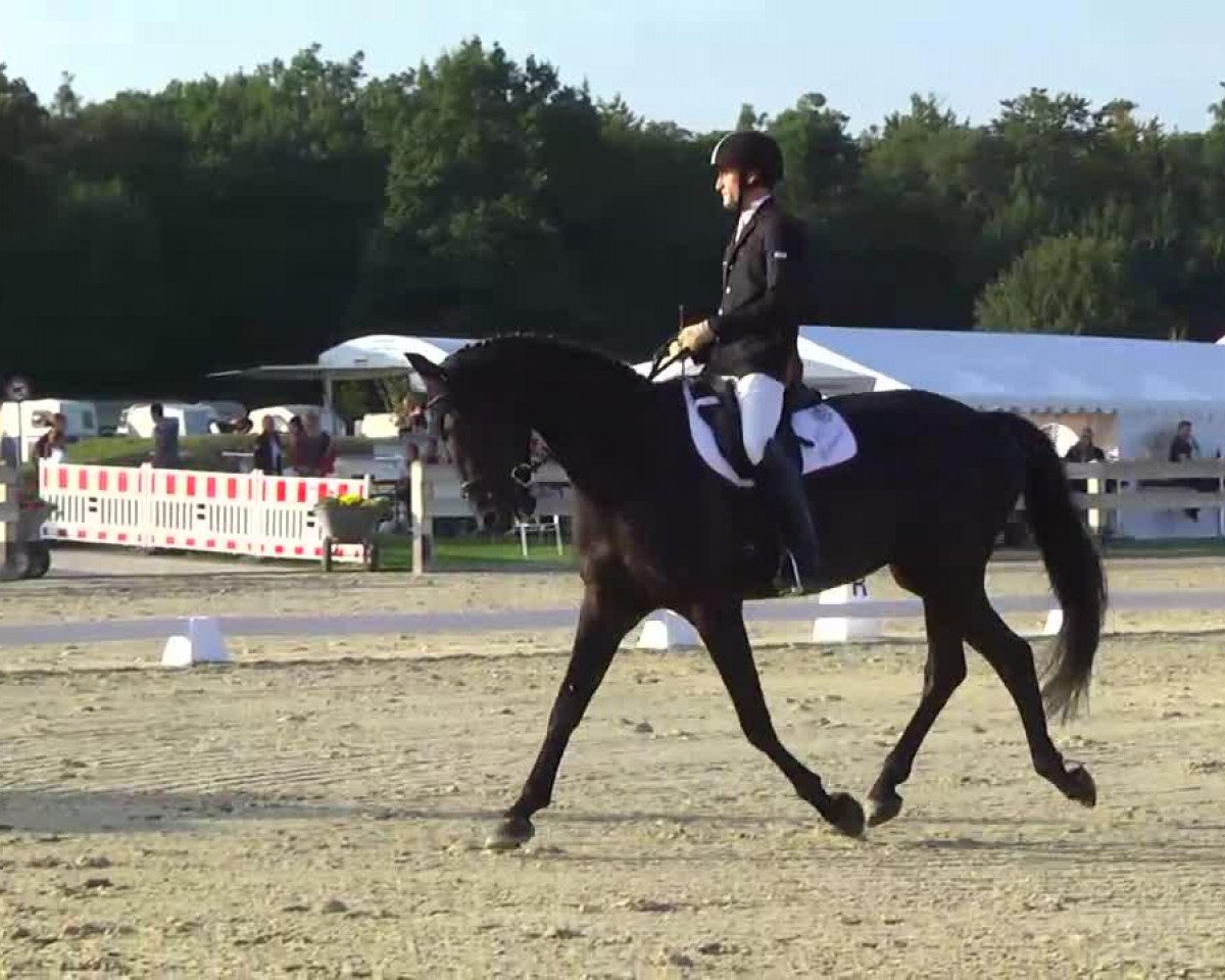 dressage horse Santino 140 (Hanoverian, 2008, from Sandro Hit)