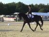 dressage horse Santino 140 (Hanoverian, 2008, from Sandro Hit)