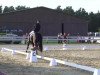 dressage horse Simon 144 (Rhinelander, 2009, from Sandro Hit)