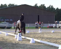 dressage horse Simon 144 (Rhinelander, 2009, from Sandro Hit)