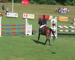 Springpferd Pfalzgraf's Chocolate (Holsteiner, 2008, von Cristo)