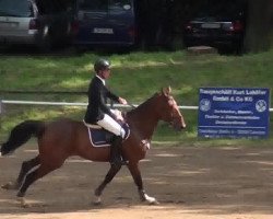 Zuchtstute Fst Calzada (Deutsches Sportpferd, 2006, von Liberty Son)