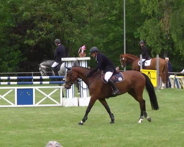 Springpferd Chiclana H (Württemberger, 2009, von Colman)