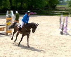 jumper Stakero (Oldenburg show jumper, 2009, from Stakkatol)