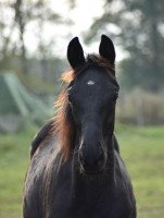 Pferd Ditonier (Oldenburger, 2021, von Donier)