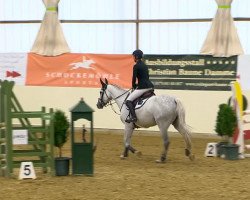 jumper Charly's Angel Vr (Oldenburg show jumper, 2008, from Caspar (Berlin))