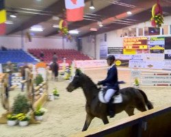 jumper Check Out 6 (German Sport Horse, 2008, from Check In 2)