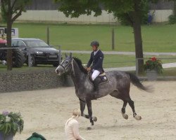 jumper Baltasar 12 (KWPN (Royal Dutch Sporthorse), 2006, from Silverstone)