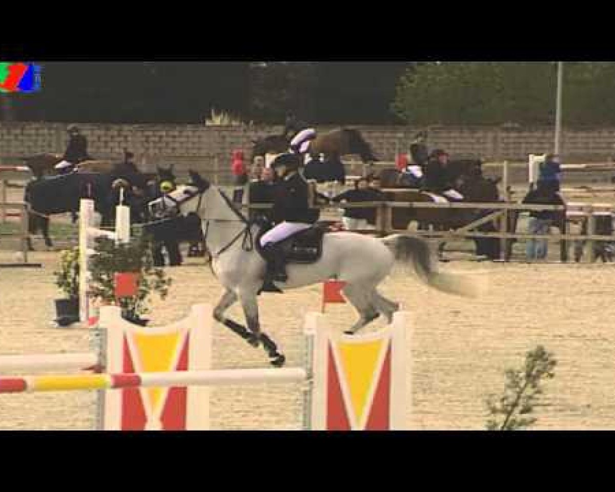 broodmare Enya van de Wateringhoeve (Belgian Warmblood, 2004, from Capriano)