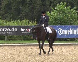 horse Senturion (German Warmblood, 2008, from Solitair)