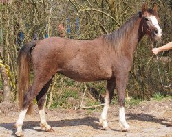 horse Summerset na Sinda (Welsh Partbred, 2013, from Siddhi du Vivarais ox)