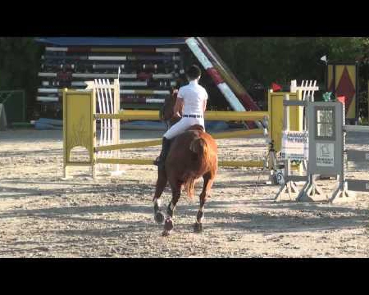Springpferd Hautain van T Paradijs (Belgisches Warmblut, 2007, von Quadrillo)