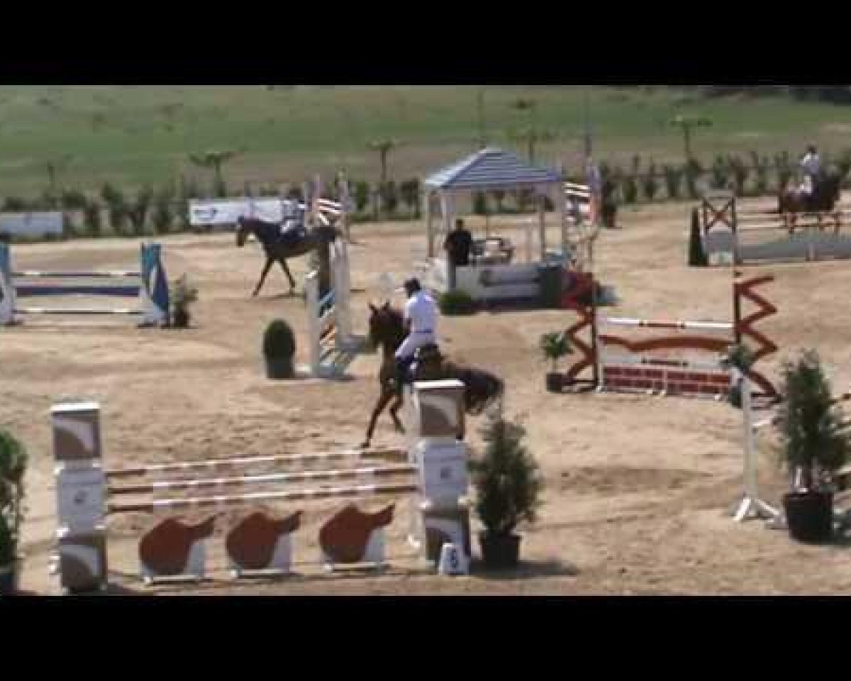 Springpferd Ivory Ter Doorn (Belgisches Warmblut, 2008, von Crown Z)