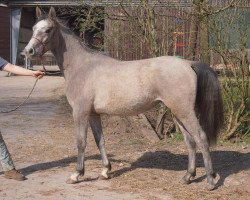 broodmare Sidonie na Sinda (Arabian thoroughbred, 2013, from Siddhi du Vivarais ox)