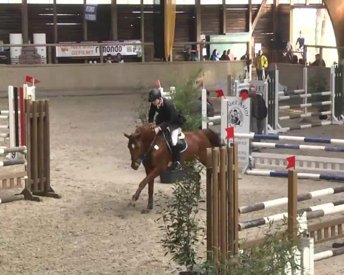 jumper Null Null Sieben 2 (German Sport Horse, 2008, from Nikidam du Chateau)