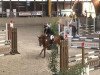 jumper Null Null Sieben 2 (German Sport Horse, 2008, from Nikidam du Chateau)