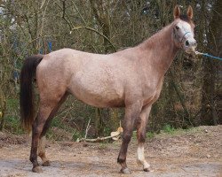 broodmare Kharamel na Sinda (Arabian thoroughbred, 2012, from Siddhi du Vivarais ox)