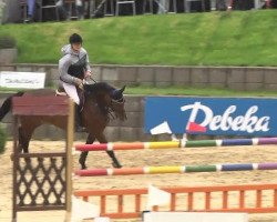 jumper Ciccero (Hessian Warmblood, 2007, from Cristallo I)