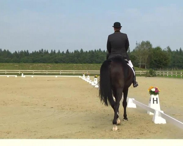 jumper Werner (KWPN (Royal Dutch Sporthorse), 2003, from Rousseau)