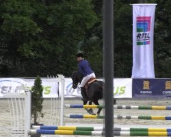 jumper Cayman (Hessian Warmblood, 2009, from Chalet)