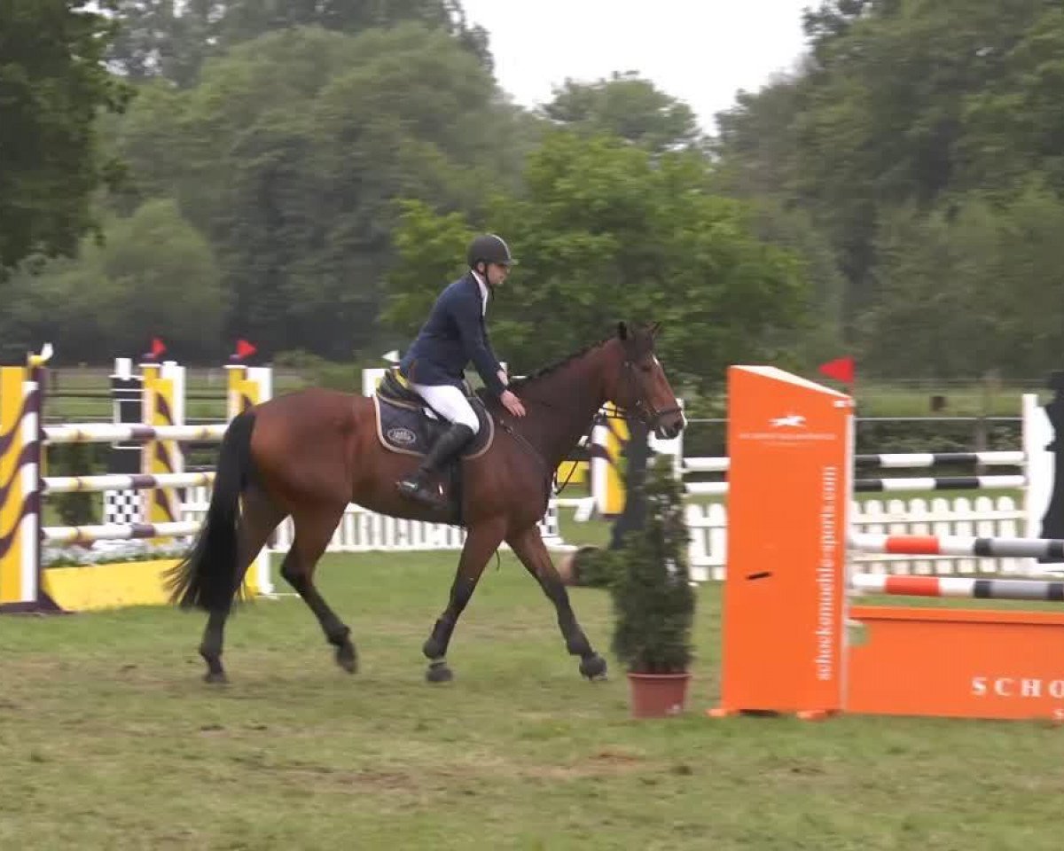 jumper Quintaya (Oldenburg, 2009, from Quintender 2)