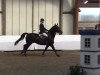 Springpferd Carlotta Vom Eigen CH (Schweizer Warmblut, 2008, von Carino)