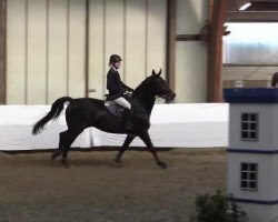 Springpferd Carlotta Vom Eigen CH (Schweizer Warmblut, 2008, von Carino)