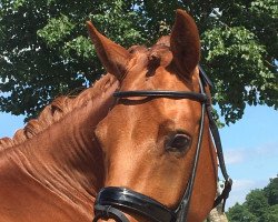 dressage horse Colletta (Oldenburg, 2011, from Collado)