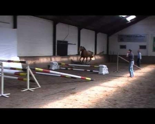 jumper Crazy van 't Gelutt Z (Zangersheide riding horse, 2008, from Cadence van't Gelutt Z)