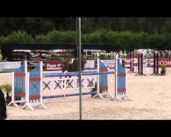 jumper Broy van het Hobos (KWPN (Royal Dutch Sporthorse), 2007, from Balou du Rouet)