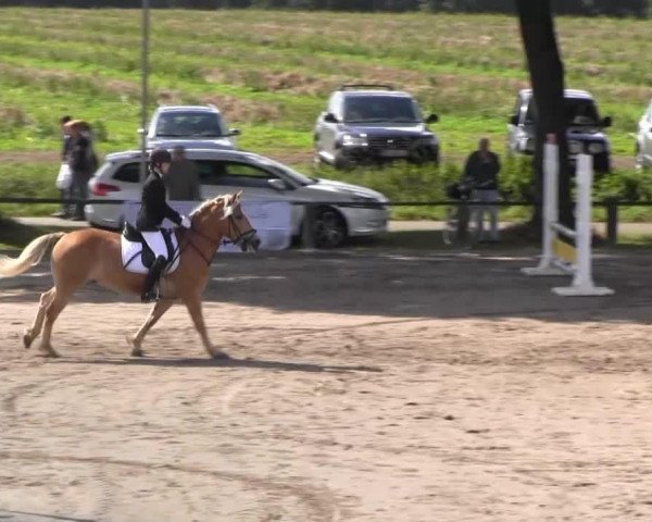 dressage horse Noddy (unknown, 0000)