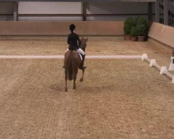 dressage horse Limerick 121 (German Riding Pony, 2006, from Lucky One)