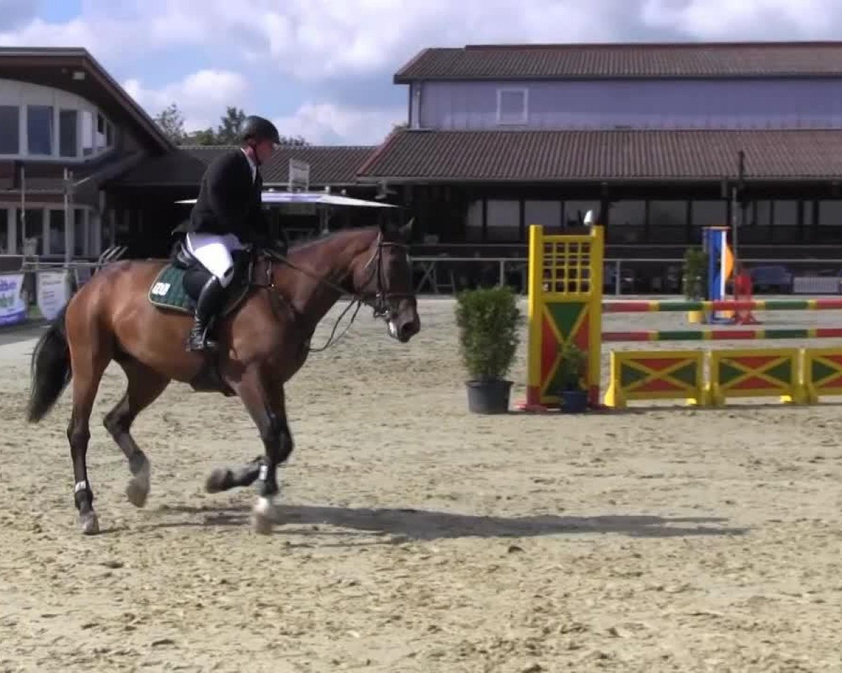 jumper Joyeuse de L'Espoir (Belgian Warmblood, 2009, from Berlin)