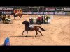 Springpferd Citty Cat Bic (Schwedisches Warmblut, 2006, von Carson Ask)