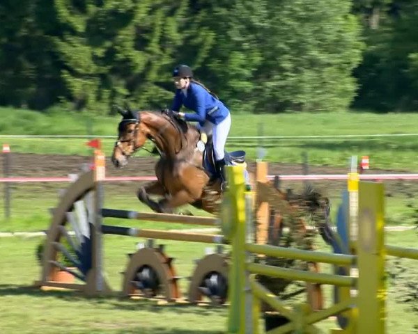 jumper Ace 5 (KWPN (Royal Dutch Sporthorse), 2005, from Burggraaf)