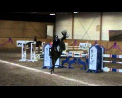 jumper Caprillo Ks (Swedish Warmblood, 2006, from Cathageno)