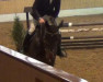 jumper Chadosso (Oldenburg show jumper, 2007, from Chacco-Blue)