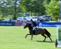 jumper Cassius D (Hanoverian, 2007, from Cassus 2)