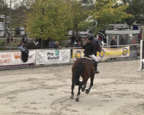 Reitturnier Achern 2020