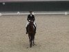 dressage horse La Masita L (Rhinelander, 2009, from Lord Loxley I)