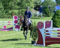 dressage horse Costa 58 (Holsteiner, 2009, from Clinton I)