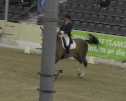 dressage horse Obelisk (KWPN (Royal Dutch Sporthorse), 1996, from Feiner Stern)