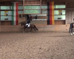 dressage horse Donadinah (Westphalian, 2009, from Damon Hill)