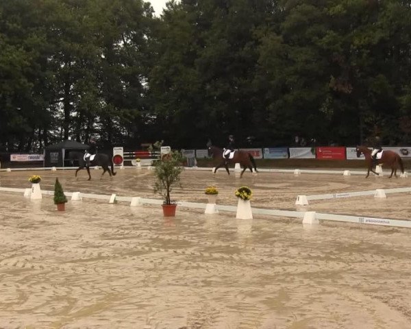 dressage horse Flying Magic 7 (Hessian Warmblood, 2006)