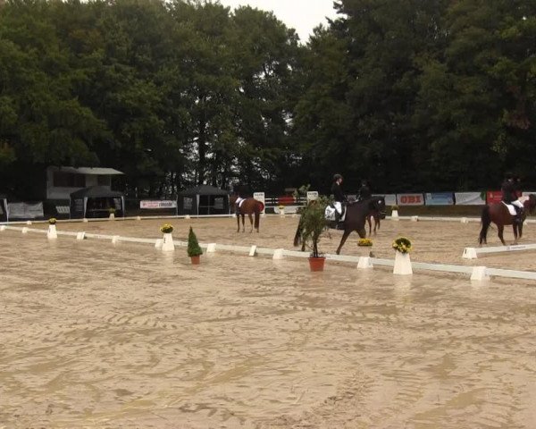 dressage horse Happiness 24 (Polish Warmblood, 2003)