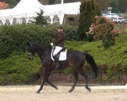 dressage horse Flambeau 127 (Westphalian, 2006, from Floresco NRW)