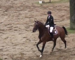 jumper Carlos 595 (Hanoverian, 2004, from Conteur)