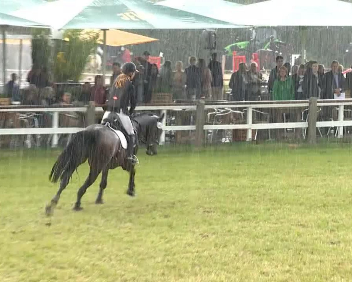 jumper Flo 43 (Hanoverian, 2007, from For Edition)
